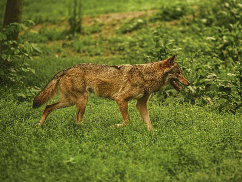 Ein Wolf auf der Jagd
