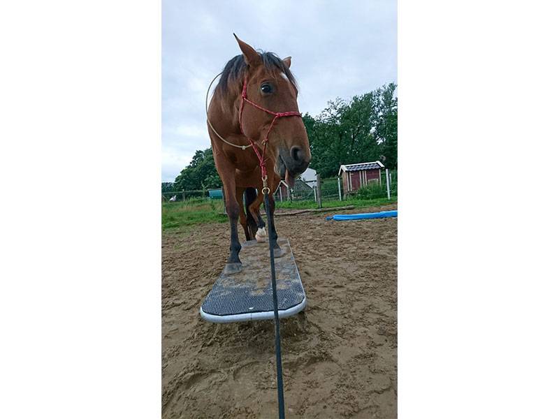 Pferdewippe by Damey