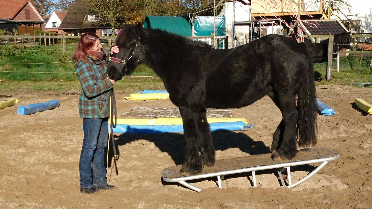 Pferdewippe by Damey