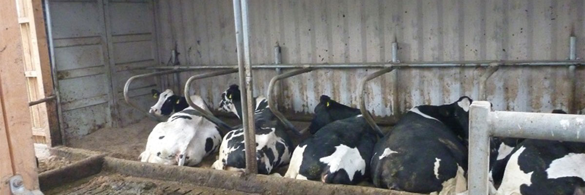 Liegeboxen für Kühe in 40“ Container
