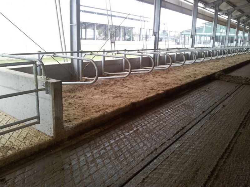 Stall mit fertigen Sandbettmatten (Betrieb ohne Kühe, jedoch mit Einstreu)