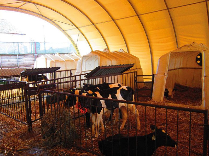Shelterall Rinder und Kühe