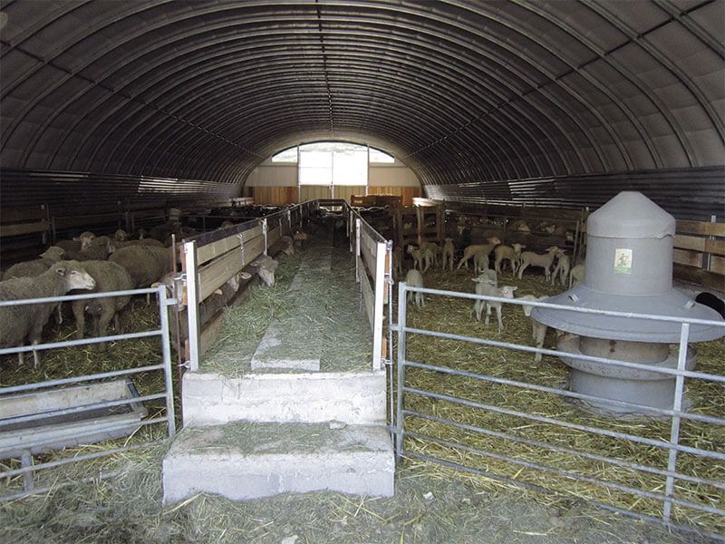 Shelterall Schafe