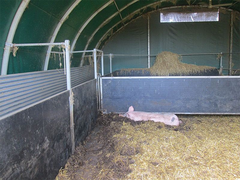 Shelterall Schweine