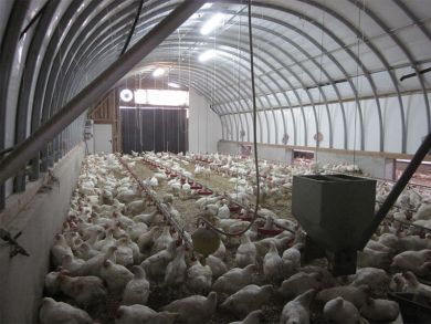 Shelterall Rundbogenhalle als Hühnerstall