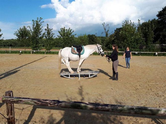 Pferdewippe by Damey