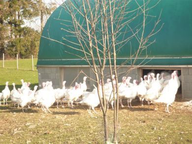 Shelterall Rundbogenhalle als Bio Putenstall