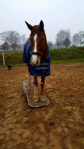 Pferdewippe by Damey