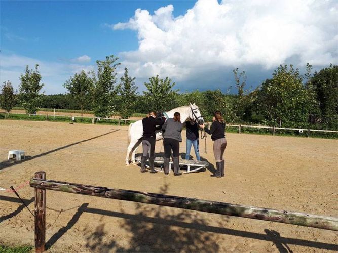 Pferdewippe by Damey