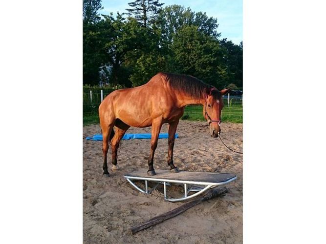 Pferdewippe by Damey