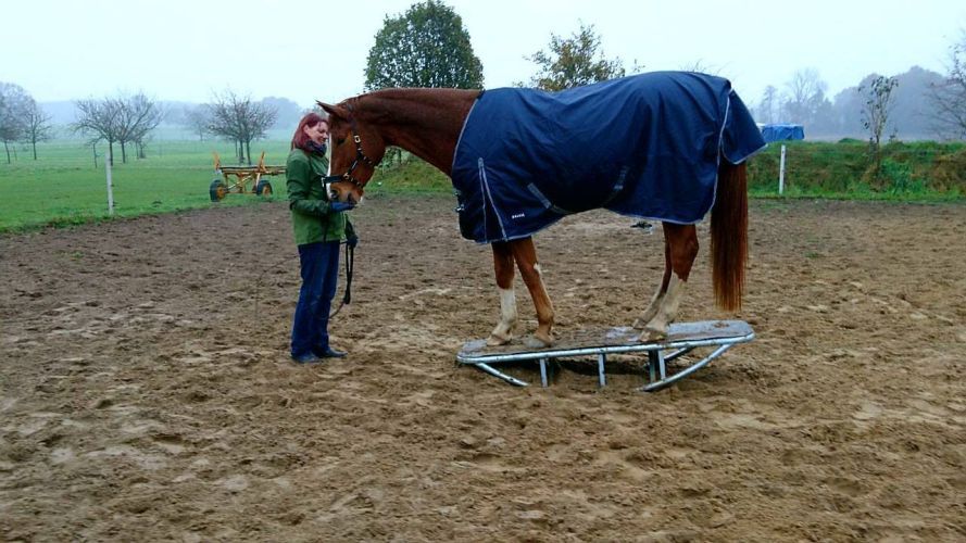 Pferdewippe by Damey