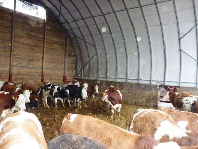 Shelterall Rundbogenhalle als Bullenstall